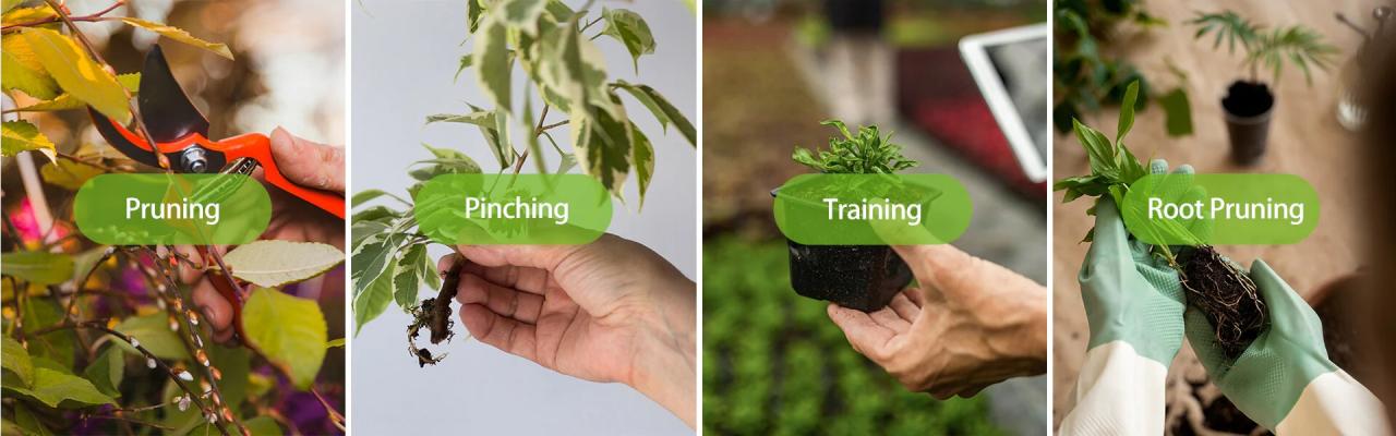 Indoor Plant Care|Tips for Keeping Indoor Plants Healthy – RainPoint ...